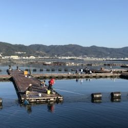 淡路じゃのひれフィッシングパーク 釣果