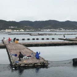 淡路じゃのひれフィッシングパーク 釣果