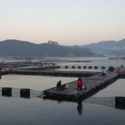 淡路じゃのひれフィッシングパーク 釣果