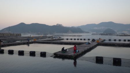 淡路じゃのひれフィッシングパーク 釣果