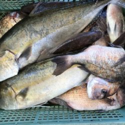 淡路じゃのひれフィッシングパーク 釣果