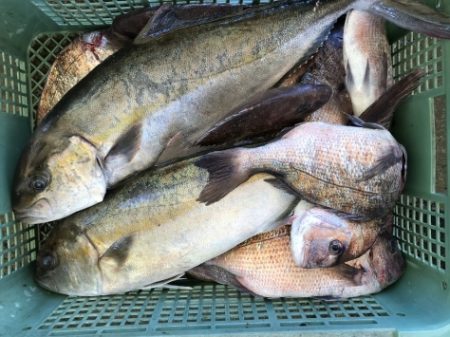 淡路じゃのひれフィッシングパーク 釣果