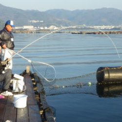 淡路じゃのひれフィッシングパーク 釣果