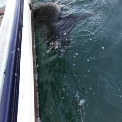 淡路じゃのひれフィッシングパーク 釣果