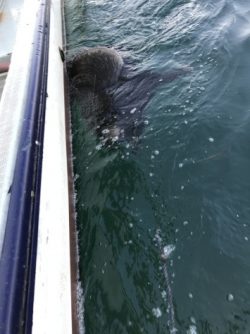 淡路じゃのひれフィッシングパーク 釣果