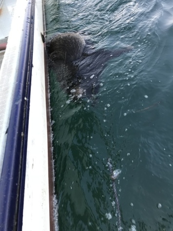 淡路じゃのひれフィッシングパーク 釣果