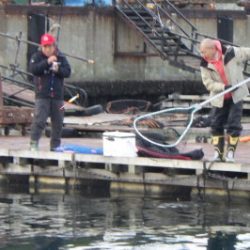 淡路じゃのひれフィッシングパーク 釣果
