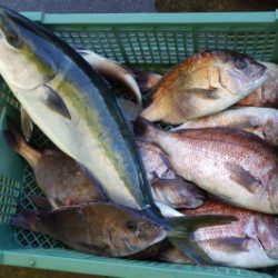 淡路じゃのひれフィッシングパーク 釣果