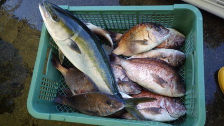 淡路じゃのひれフィッシングパーク 釣果