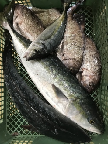 淡路じゃのひれフィッシングパーク 釣果