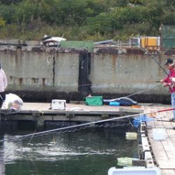 淡路じゃのひれフィッシングパーク 釣果