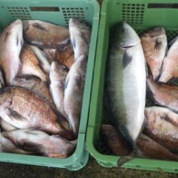 淡路じゃのひれフィッシングパーク 釣果