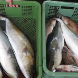 淡路じゃのひれフィッシングパーク 釣果