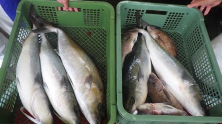 淡路じゃのひれフィッシングパーク 釣果