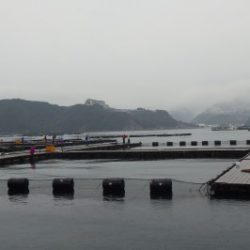 淡路じゃのひれフィッシングパーク 釣果