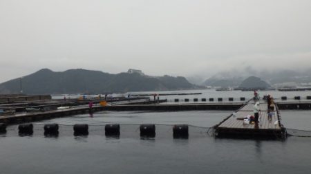 淡路じゃのひれフィッシングパーク 釣果