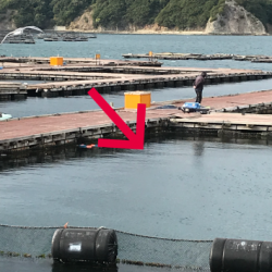 淡路じゃのひれフィッシングパーク 釣果