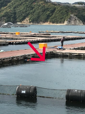 淡路じゃのひれフィッシングパーク 釣果