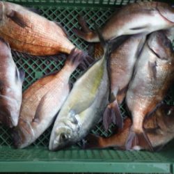 淡路じゃのひれフィッシングパーク 釣果