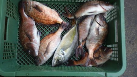 淡路じゃのひれフィッシングパーク 釣果