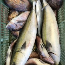 淡路じゃのひれフィッシングパーク 釣果