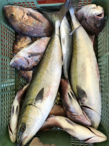 淡路じゃのひれフィッシングパーク 釣果