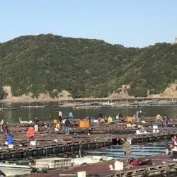 淡路じゃのひれフィッシングパーク 釣果