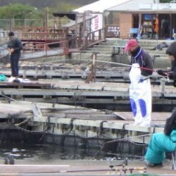 淡路じゃのひれフィッシングパーク 釣果