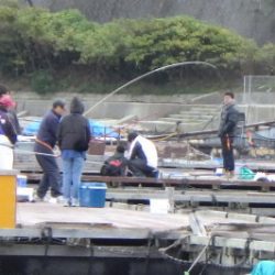 淡路じゃのひれフィッシングパーク 釣果