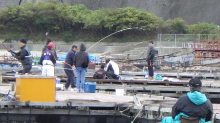淡路じゃのひれフィッシングパーク 釣果