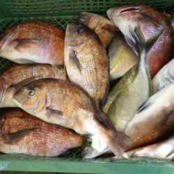 淡路じゃのひれフィッシングパーク 釣果