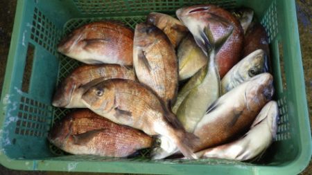 淡路じゃのひれフィッシングパーク 釣果