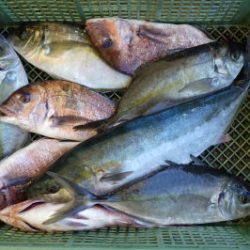 淡路じゃのひれフィッシングパーク 釣果