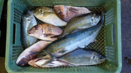 淡路じゃのひれフィッシングパーク 釣果
