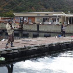 淡路じゃのひれフィッシングパーク 釣果
