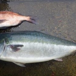 淡路じゃのひれフィッシングパーク 釣果