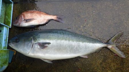淡路じゃのひれフィッシングパーク 釣果