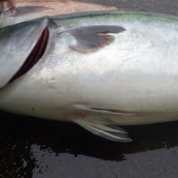 淡路じゃのひれフィッシングパーク 釣果