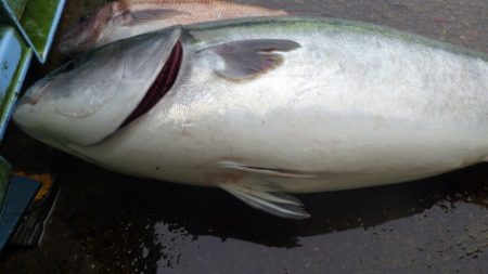 淡路じゃのひれフィッシングパーク 釣果