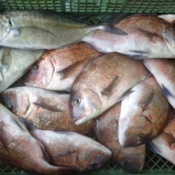 淡路じゃのひれフィッシングパーク 釣果