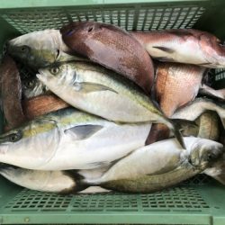 淡路じゃのひれフィッシングパーク 釣果