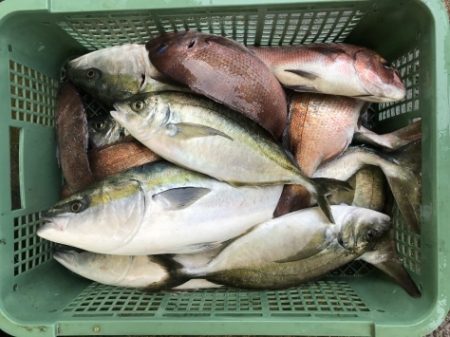 淡路じゃのひれフィッシングパーク 釣果