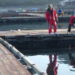 淡路じゃのひれフィッシングパーク 釣果