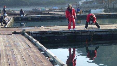 淡路じゃのひれフィッシングパーク 釣果