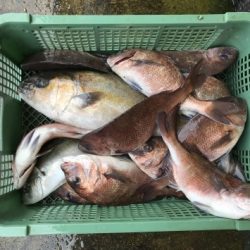 淡路じゃのひれフィッシングパーク 釣果