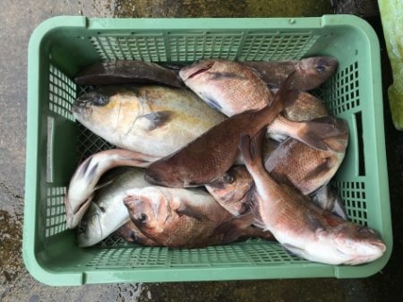 淡路じゃのひれフィッシングパーク 釣果