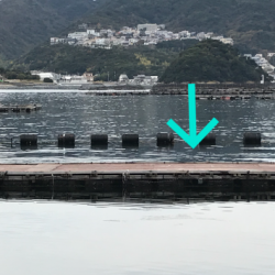 淡路じゃのひれフィッシングパーク 釣果