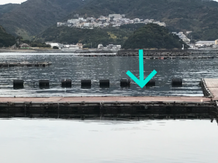 淡路じゃのひれフィッシングパーク 釣果