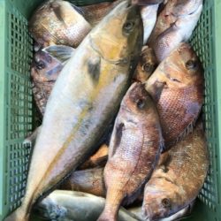 淡路じゃのひれフィッシングパーク 釣果