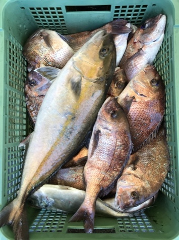 淡路じゃのひれフィッシングパーク 釣果